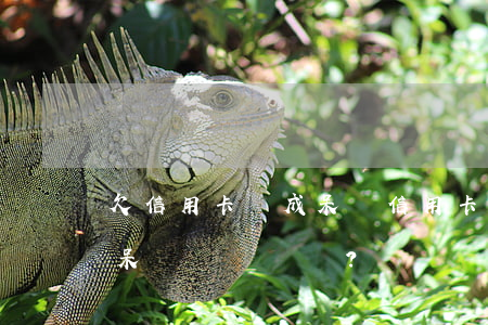 欠信用卡變成呆賬，信用卡欠款如何避免變成呆賬？